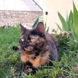 Picture of cat lost at Roinville Sous Dourdan