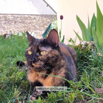 Photo 1/1 Savana Chat lost in Roinville sous dourdan