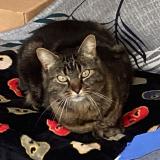 Picture of cat lost at Bonnemain