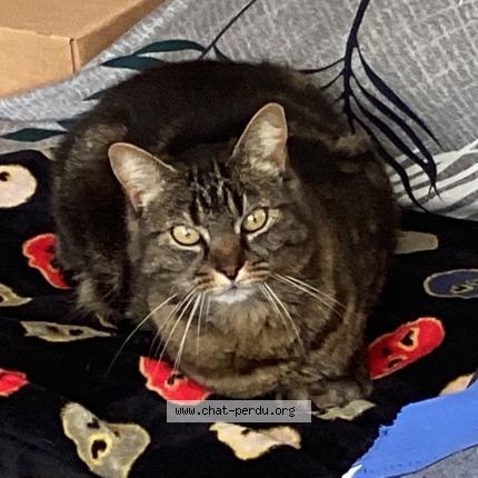 Photo 1/1 Jilly Chat lost in Bonnemain