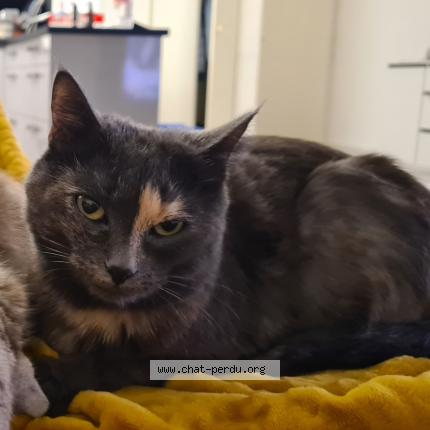 Foto einer verlorenen Katze in Saxon