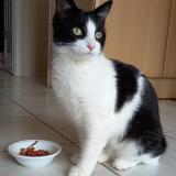 Picture of cat lost at Rivieres