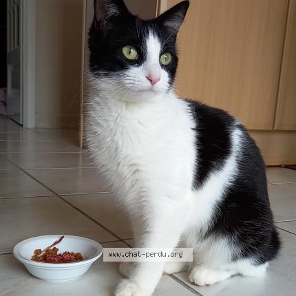 Photo 1/1 Chanel Chat lost in Rivieres