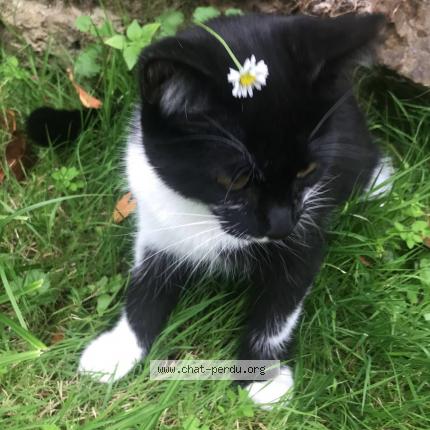 Photo 1/1 Natsu Chat lost in Ecretteville les baons
