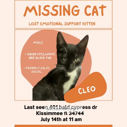 Photo 1/1 Reunited cat Lost in Kissimmee Fl