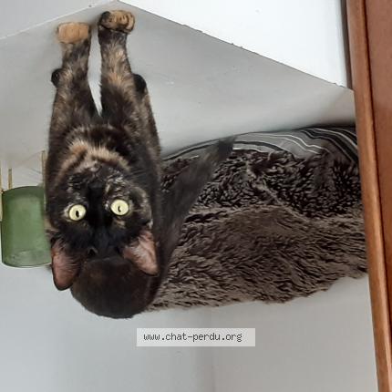 Foto van vermiste kat in Herseaux