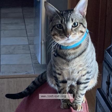 Picture of cat lost at Lynn