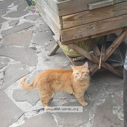 Foto van vermiste kat in Bressoux