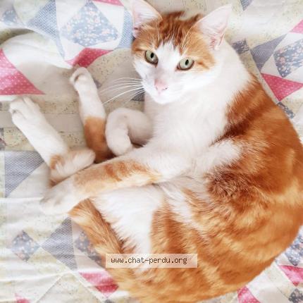 Photo 1/1 Lee Cooper Chat lost in Bethune