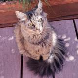 Picture of cat lost at Roissy En Brie