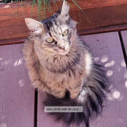 Photo 1/1 Solenzara surnom Moche Chat lost in Roissy en brie