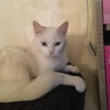 Picture of cat lost at Sarrians