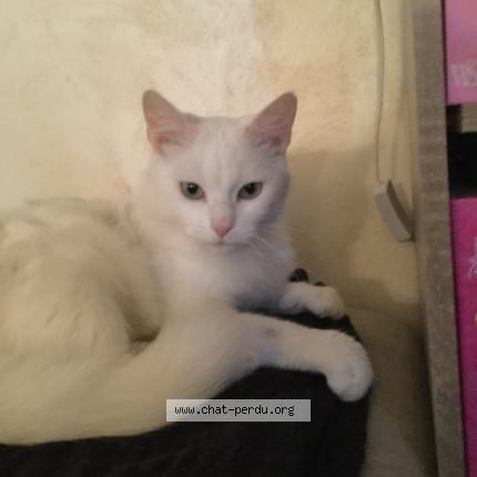 Photo 1/1 MAYA Chat lost in Sarrians