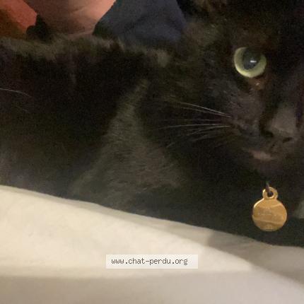 Foto 1/1 Kat teruggevonden Vermist in Flemalle