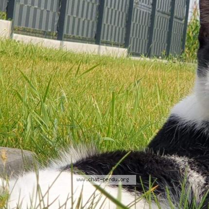 Foto van vermiste kat in Peruwelz