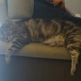 Picture of cat lost at Pleumeur Gautier