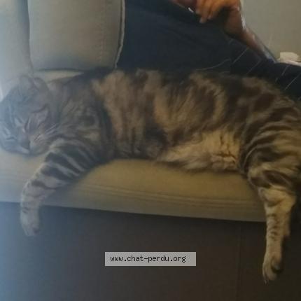 Photo 1/1 Gorgo Chat lost in Pleumeur gautier