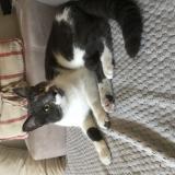 Picture of cat lost at Tarbes