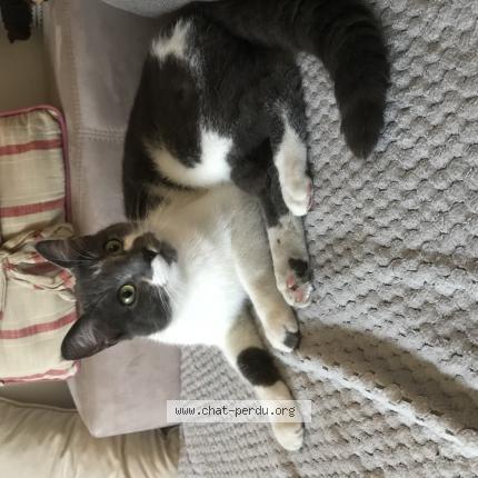 Photo 1/1 Olaf Chat lost in Tarbes