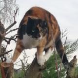 Picture of cat lost at Argenteuil
