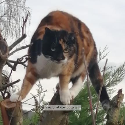 Photo 1/1 Pipa Chat lost in Argenteuil