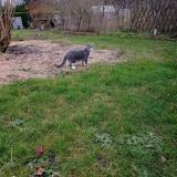 Picture of cat lost at Rouvray