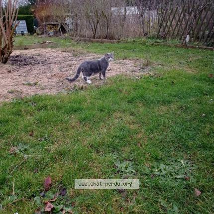 Photo 1/1 caroline Jan Marron Chat lost in Rouvray