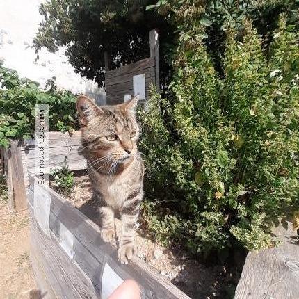 Photo 1/1 Cat reunited Lost in Saint brieuc