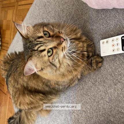 Foto 1/1 Wiedergefundene Katze Verloren in Geneve