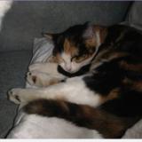 Picture of cat lost at Couture