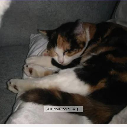 Photo 1/1 Rita Chat lost in Couture