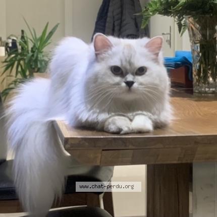 Foto 1/1 Wiedergefundene Katze Verloren in Givisiez