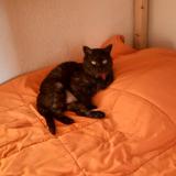 Picture of cat lost at La Bretonniere La Claye