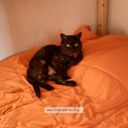 Photo 1/1 Nala Chat lost in La bretonniere la claye