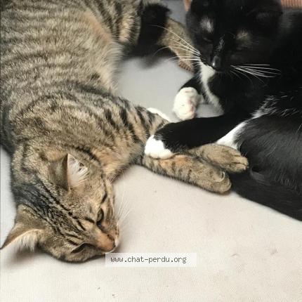 Foto 1/1 Kat teruggevonden Vermist in Saint Gilles