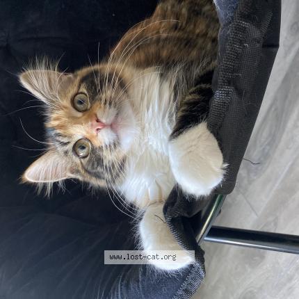 Photo 1/1 Cat reunited Lost in Saint john