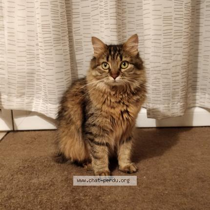 Photo 1/1 Galaxy Chat lost in Bischheim