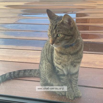 Photo 1/1 Tigrou Chat lost in Sillingy