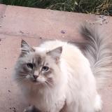 Picture of cat lost at Sterrebeek