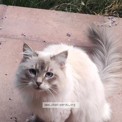 Photo 1/3 Fay Chat lost in Sterrebeek