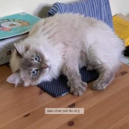 Photo 2/3 Fay Chat lost in Sterrebeek