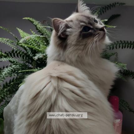 Photo 3/3 Fay Chat lost in Sterrebeek