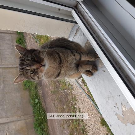 Photo 1/1 Shadow Chat lost in Rumaucourt