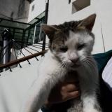 Picture of cat lost at Aulnay Sous Bois