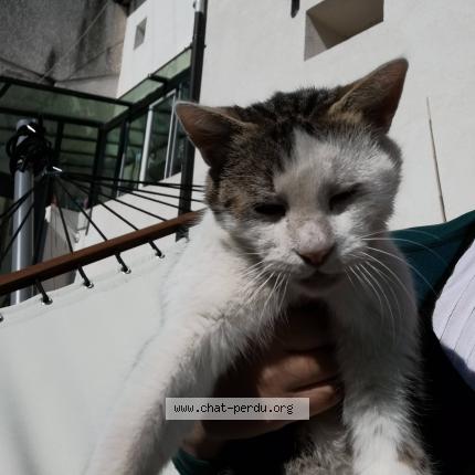 Photo 1/2 Rugby Chat lost in Aulnay sous bois