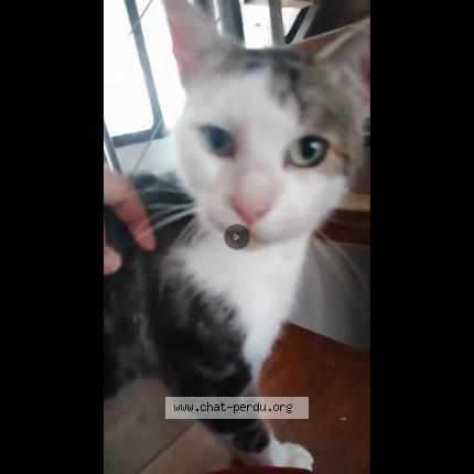 Photo 2/2 Rugby Chat lost in Aulnay sous bois