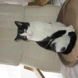 Picture of cat lost at La Chapelle