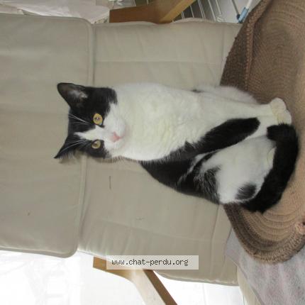 Photo 1/1 Nicetea Chat lost in La chapelle