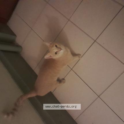 Photo 1/1 Cat reunited Found in Lyon