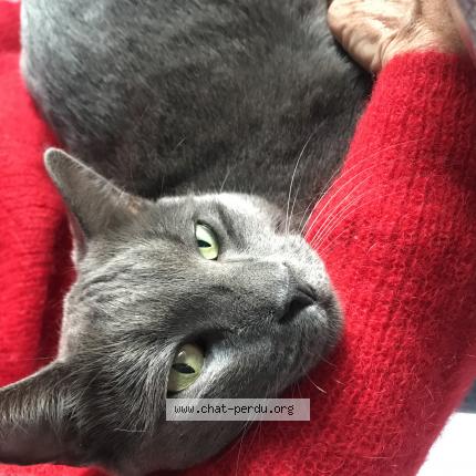 Photo 1/1 Hobby Chat lost in Saint cyr